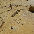 Walfisch-Knochen im Wadi Heitan (Fayoum)